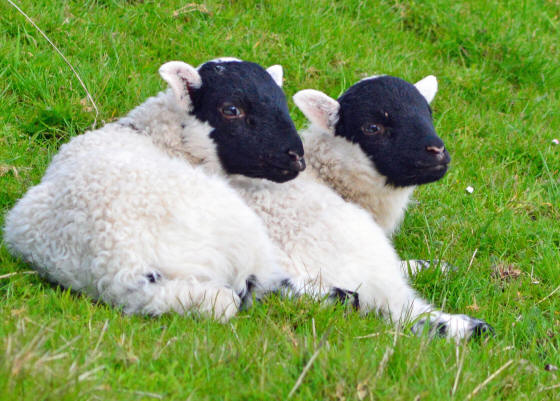 Photo of Twin Lambs