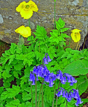 Photo of Welsh Poppies and Bluebells