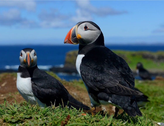 Photo of Two Puffins